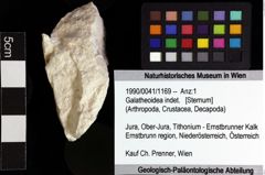 Foto (Objket + Etiketten) von Galatheoidea indet. 